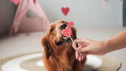 Valentines day dog banner. A dog of the Golden Retriever breed licks a heart shaped lollipop with a...
