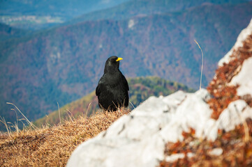 Alpine Chough Balck Bird (Pyrrhocorax graculus) on Ground in Julian Alps Mountains Environment