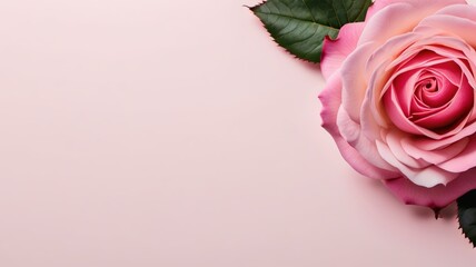 Elegant Pink Rose in Full Bloom Against Soft Pink Background, Detailed Petals with Green Leaves