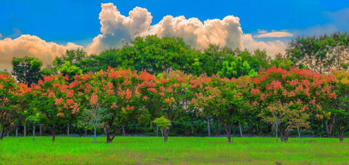 Rows of Taiwanese rain trees with red seeds ,yellow cloudscape form a scenic scene. Dashu Old Railway Bridge Wetland Ecological Park,.Kaohsiung City,Taiwan.High quality photograph.