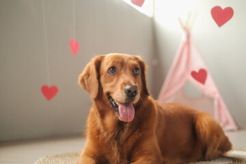 Valentines Day dog of the Golden Retriever breed lies on a background of red hearts. Love day...