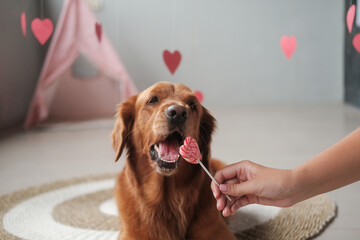 A dog of the Golden Retriever breed chews a heart shaped candy lollipop. Valentines Day banner with...