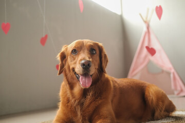 Valentines Day dog of the Golden Retriever breed lies on a background of red hearts. Love day...