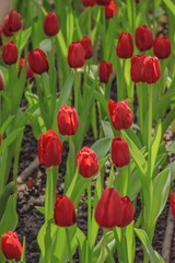 Beautiful colorful red tulip flowers bloom in spring garden.Decorative wallpaper with flower blossom in springtime.Beauty of nature poster.Vibrant natural colors.