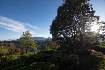 beautiful morning atmosphere on a tea plantation in Bandung, West Java