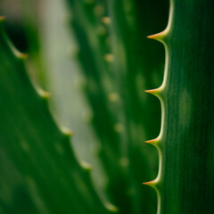 ALOE 2