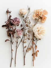 A white background enhances the realism of brown and dusty dried rose flowers in this minimalistic and muted color-toned photograph.
