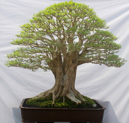 Large phusu bonsai with finished trunk, branches and twigs