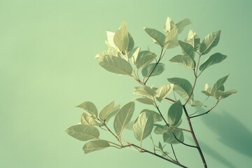 foliage on a plain colored background, natural light, documentary and editorial style
