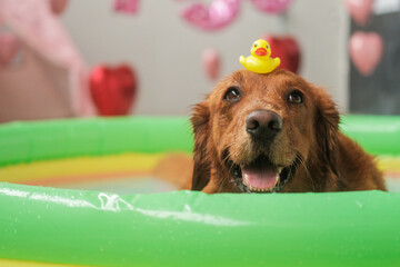 Portrait of a dog of the Golden Retriever breed, which lies in an inflatable pool in the water and...