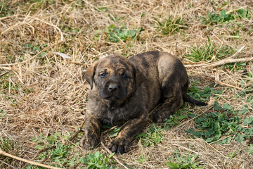 Cute Brindle Puppy laying on the lawn.