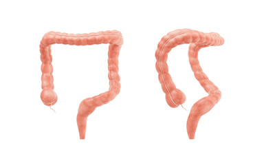 Intestinal tract with digestive health concept, 3d rendering.