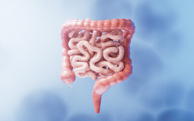 Intestinal tract with digestive health concept, 3d rendering.
