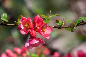 Chaenomeles japonica japanese maules quince flowering shrub, beautiful pink flowers in bloom on springtime branches