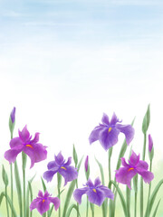 青空を背景に群生する花菖蒲の水彩イラスト（縦型フレーム）