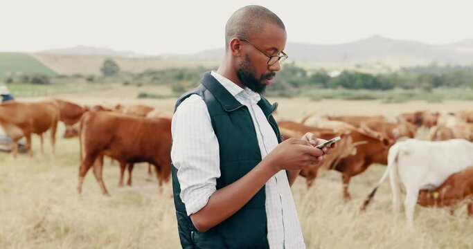 Phone, cattle and black man in field texting online for sustainability or agriculture in countryside. African farmer, land tips or cow farming in small business for dairy, meat or food production