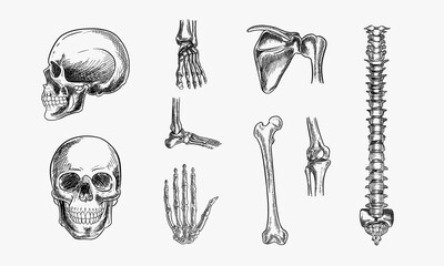 human skeleton, bones and joints, isolated on white background. vector hand drawn sketch illustration. doodle anatomy icons set - obrazy, fototapety, plakaty