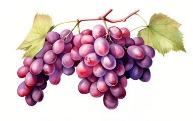 Watercolor style grapes, on white background. generative ai