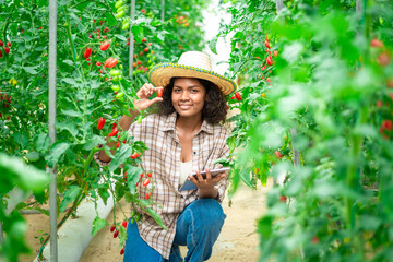 Modern farmers are using innovative technologies and techniques to improve the efficiency and productivity of their farms. This is also true for tomato farms.