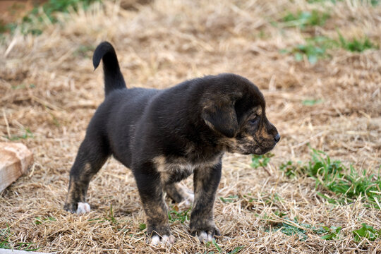 Black and Mahogany Rottweiler puppy standing stoutly on lawn.