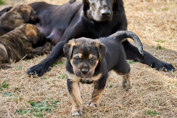 Black and Mahogany Rottweiler puppy standing stoutly on lawn.