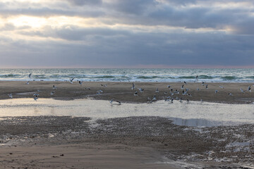 This photograph captures the dynamic interplay of light and shadow as a flock of seabirds congregates on a sandy beach. The ocean serves as a backdrop, its waves gently cresting and falling in a
