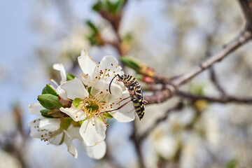 Hickory Borer Beetle (Megacyllene caryae) on Texas Wild Plum Blossom. - obrazy, fototapety, plakaty