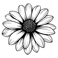beautiful monochrome, black and white daisy flower