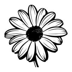 beautiful monochrome, black and white daisy flower