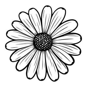 beautiful monochrome, black and white daisy flower