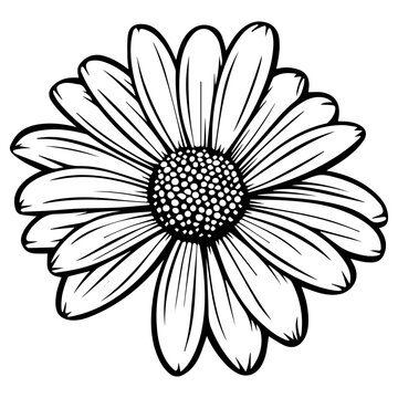 beautiful monochrome, black and white daisy flower