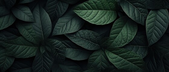 Fototapeta premium Natural pattern dark green leaf texture background