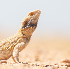 Central Bearded Dragon basking in the outback. 