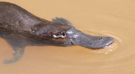 Platypus swimming in a creek