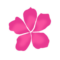 pink flower illustration image