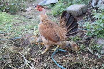 Hen Feeding her chicks