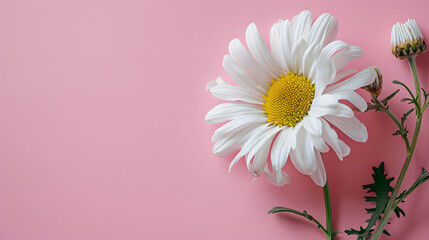 Beautiful single white daisy flowers detailed daisy blossom bud with leaves on a pink background,  copy space flat lay top view.