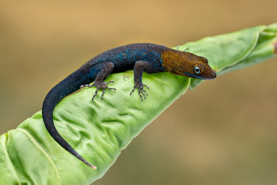 Yellow-headed Gecko (Gonatodes albogularis) is a smallish species of gecko found in Central and South America.