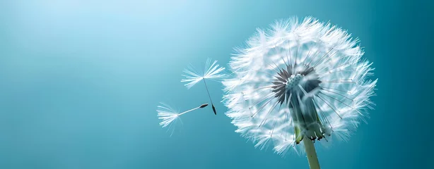 Fotobehang Close up of grown dandelion with dandelion seeds blowing away, isolate on blurred blue background. copy space. © Almultazam