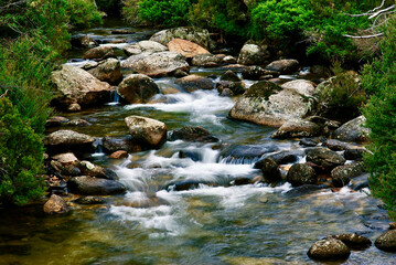 stream in the forest
