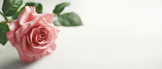 Elegant pink rose with copy space. AI generated.