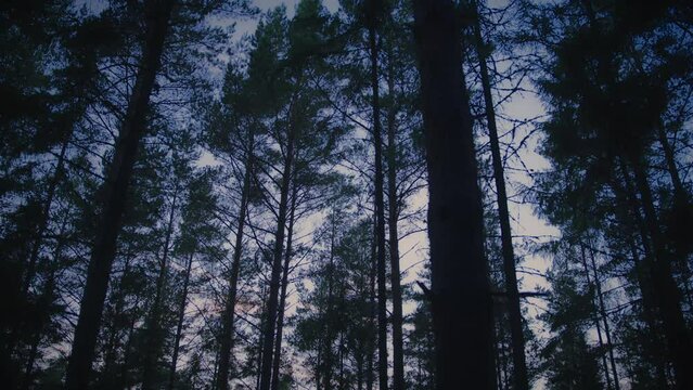 Treetops in a dark pine forest in Northern Europe