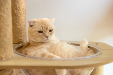 cute cat is sleeping on a cat bed