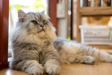 Cute cat lying on wooden floor, , concept of pets