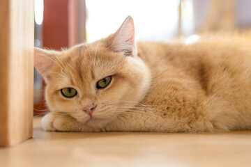Cute cat lying on wooden floor, , concept of pets