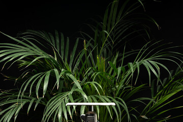 Palm leaves growing on black background studio shot