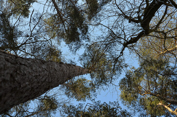 trees and sky © Pawel Filusz