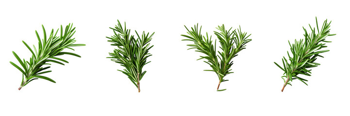 Set of rosemary isolated on a transparent background