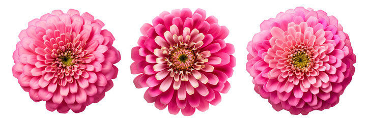 Set of zinnia top view isolated on a transparent background