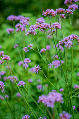 Verbena flowers blossom in the field